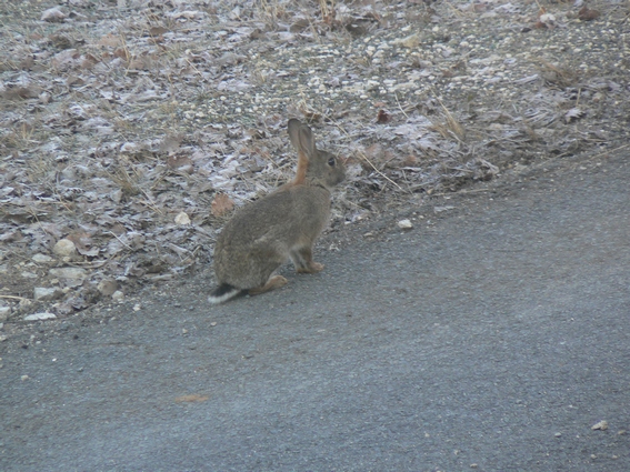 lapin garenne 2.JPG